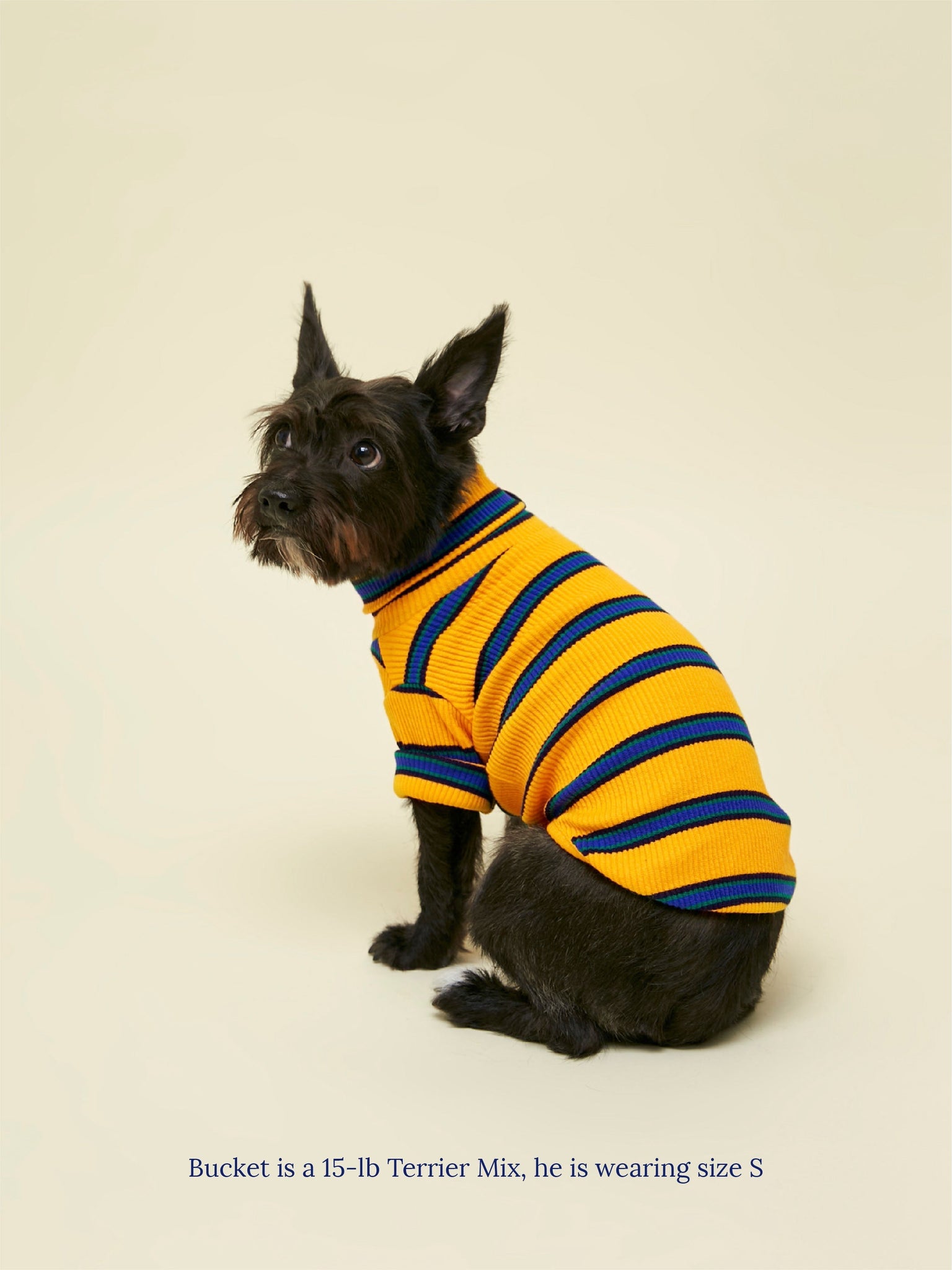 Little Beast Dog Sweatshirt Back to School Sweatshirt