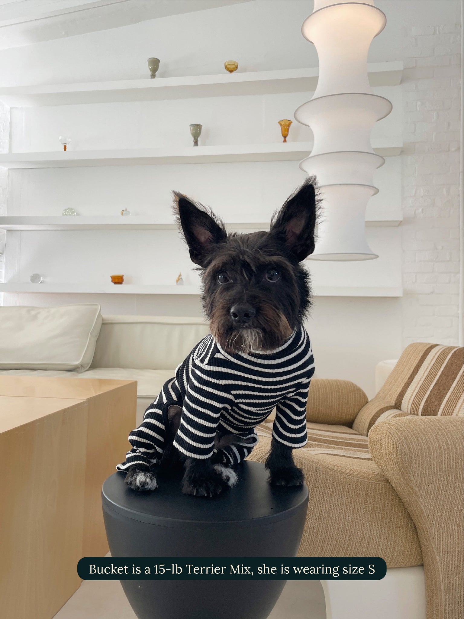 Little Beast Dog Onesie Café in Paris Onesie