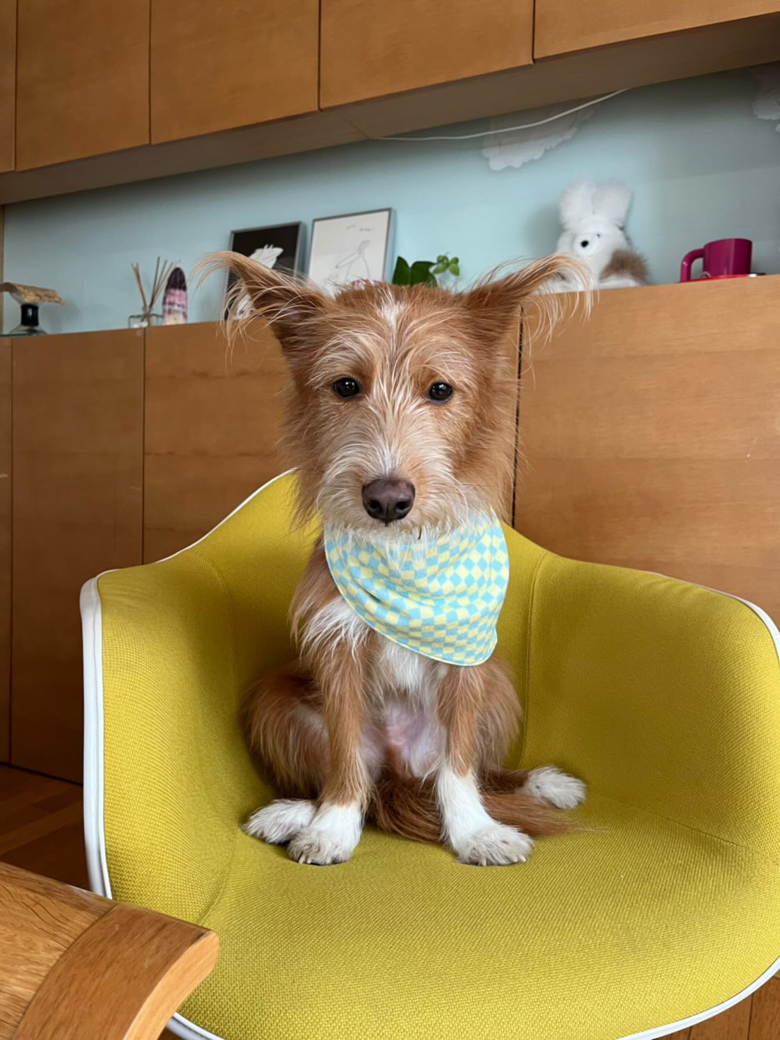 Dog sales calming bandana