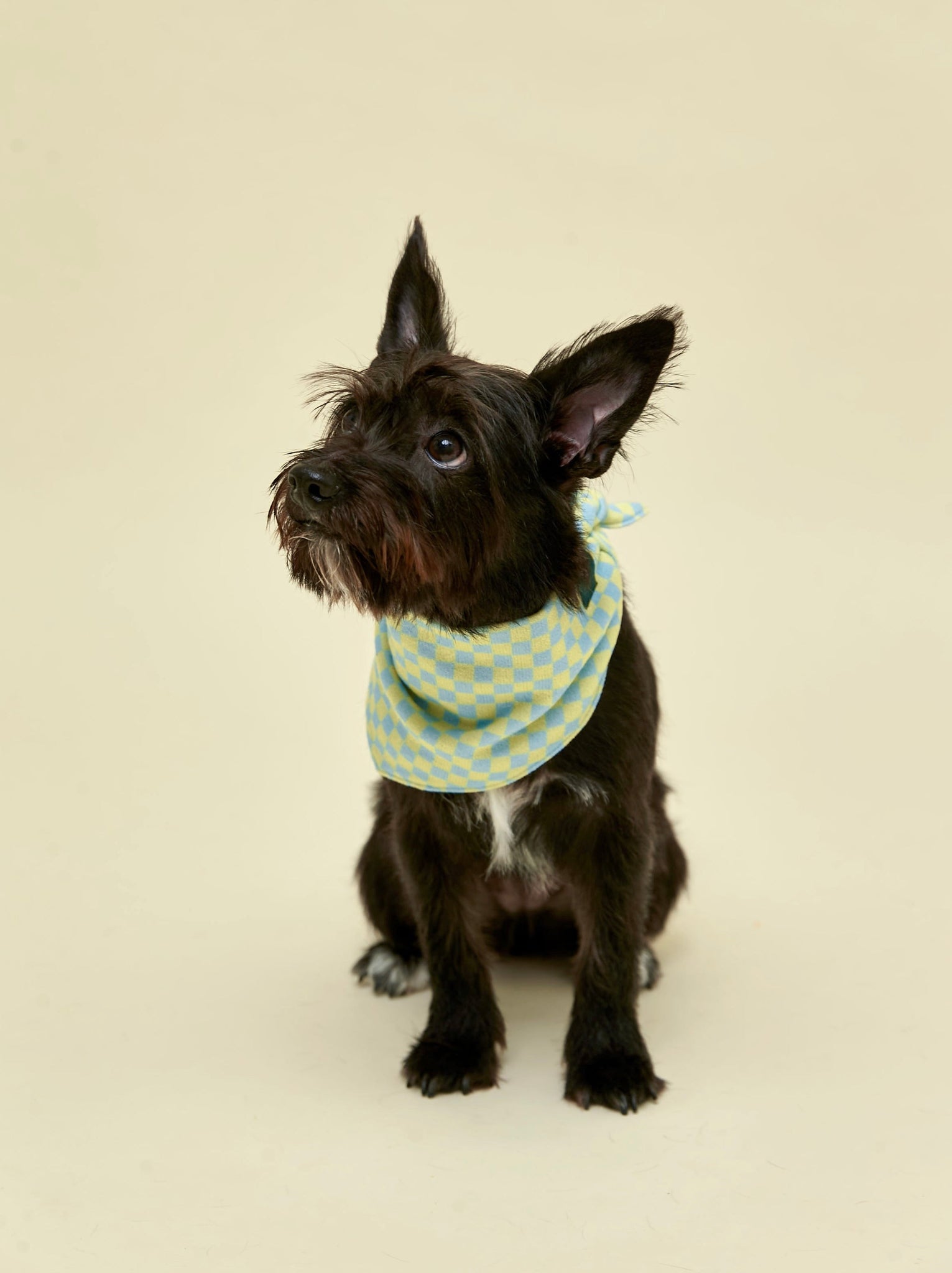 Little Beast Dog Bandana Calm and Collected Bandana