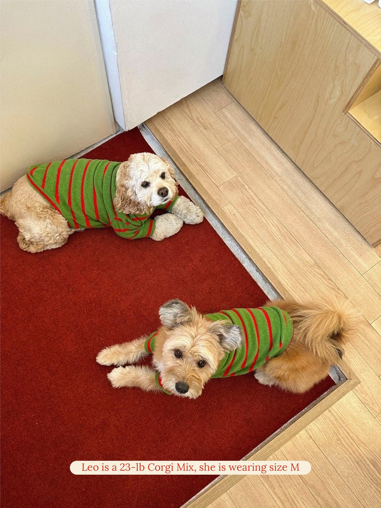 Little Beast Dog Sweatshirt 🎄 Holly Jolly Sweatshirt 🎄