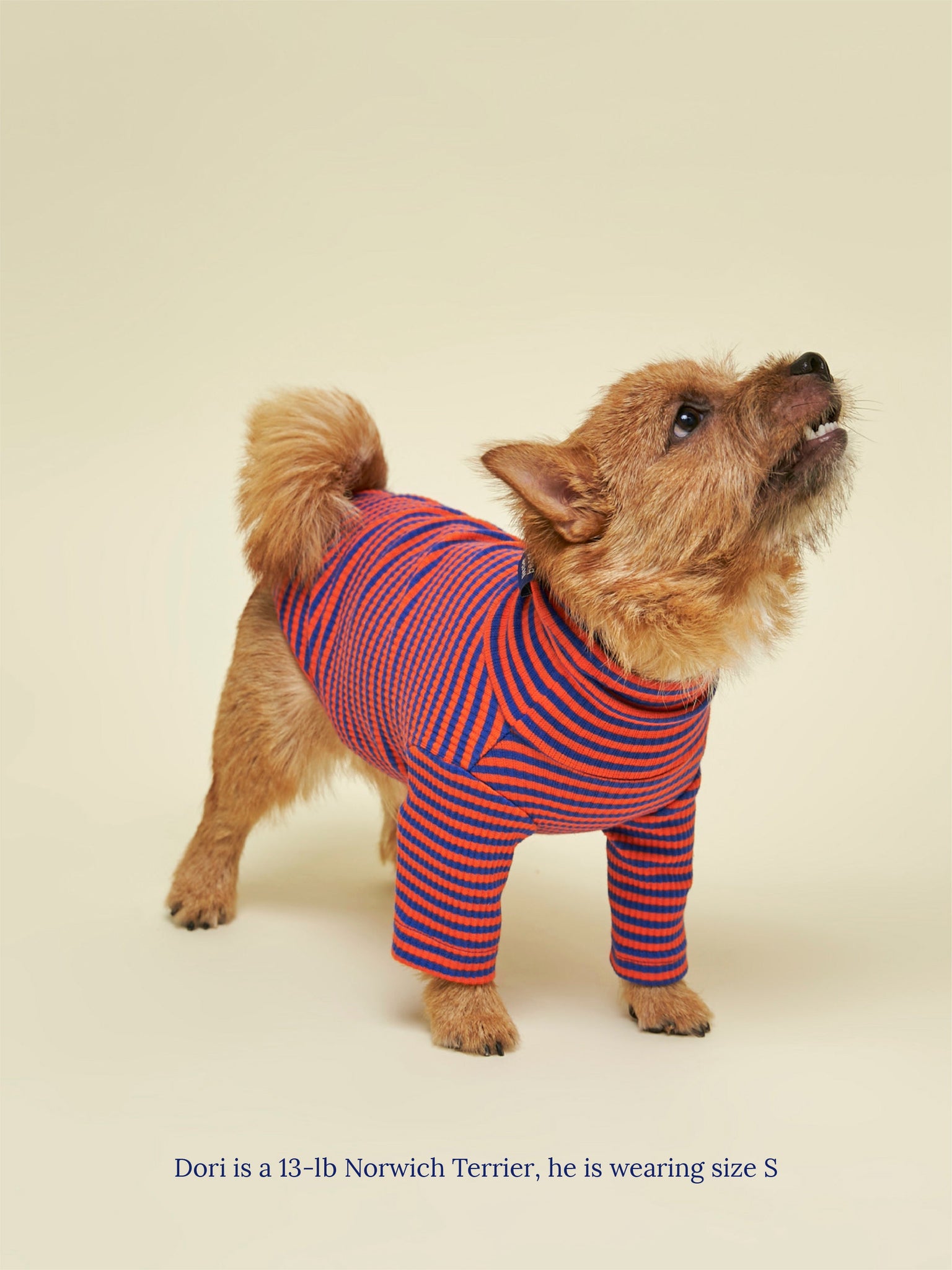 Little Beast Dog Sweatshirt Knickerbocker Sweatshirt