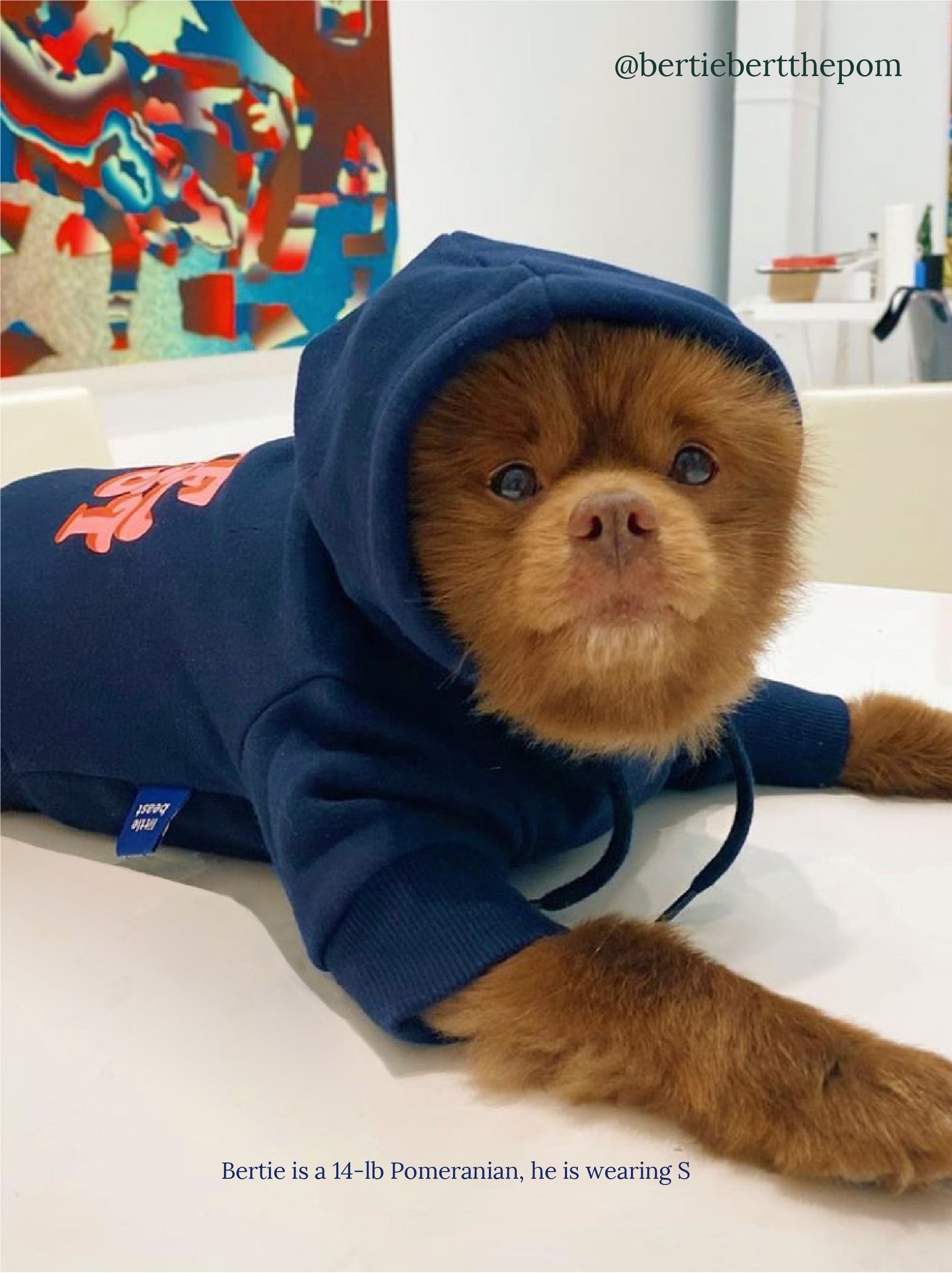 Little Beast Dog Hoodie Little Beast Hoodie - Navy