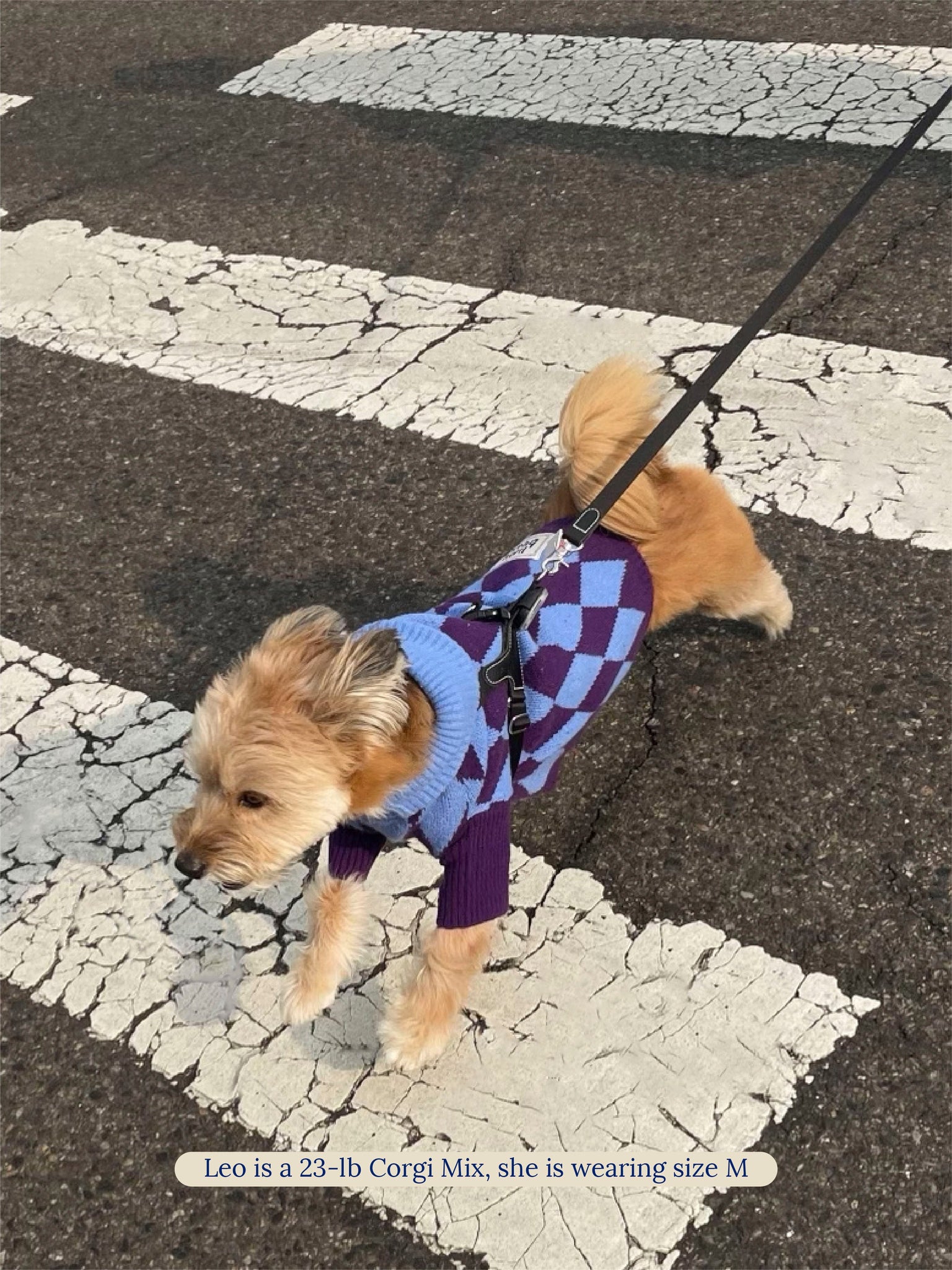 Little Beast Dog Sweater Straight Outta Hamptons Sweater