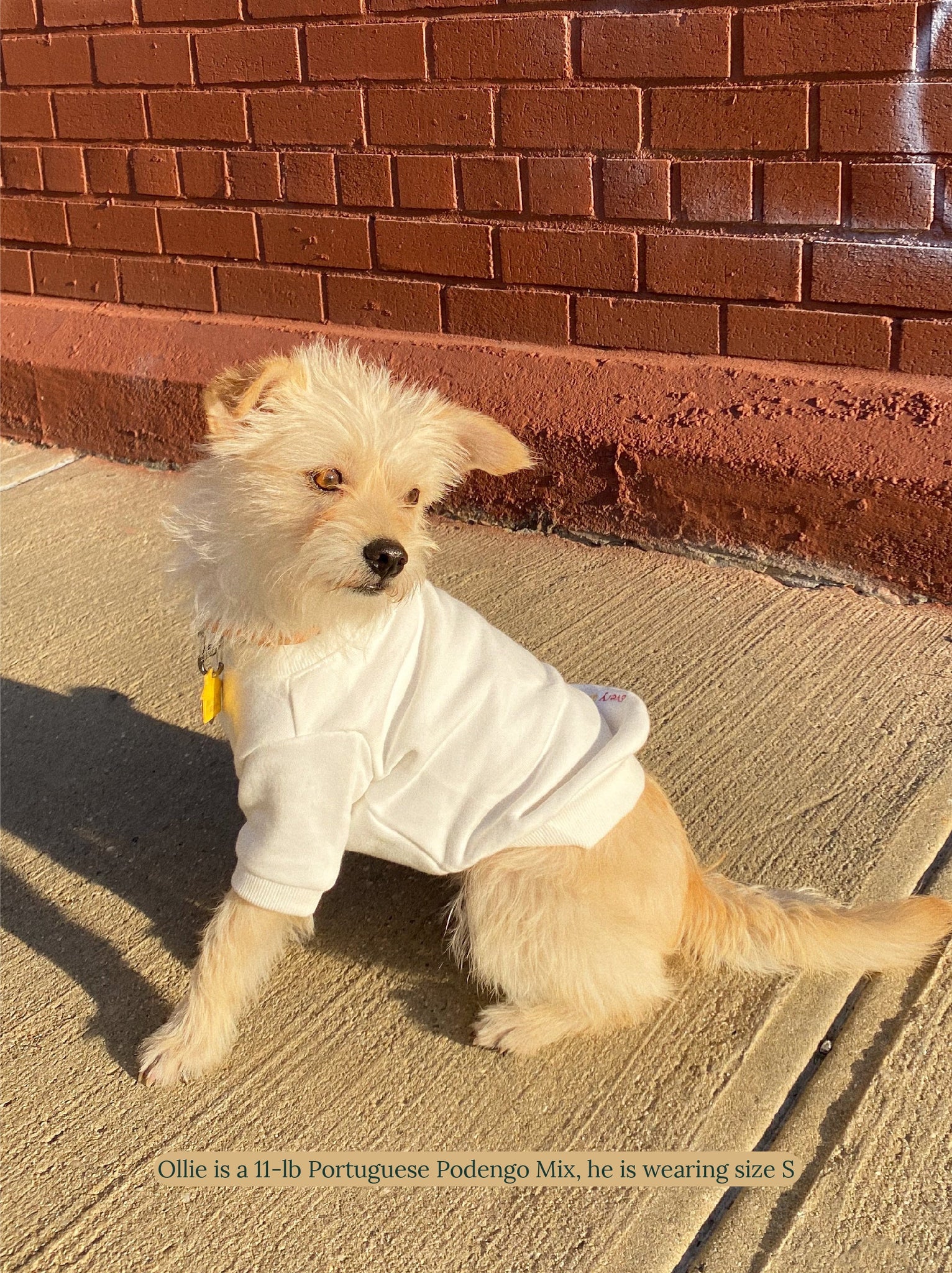 Little Beast Dog Sweatshirt The Lucky White Sweatshirt