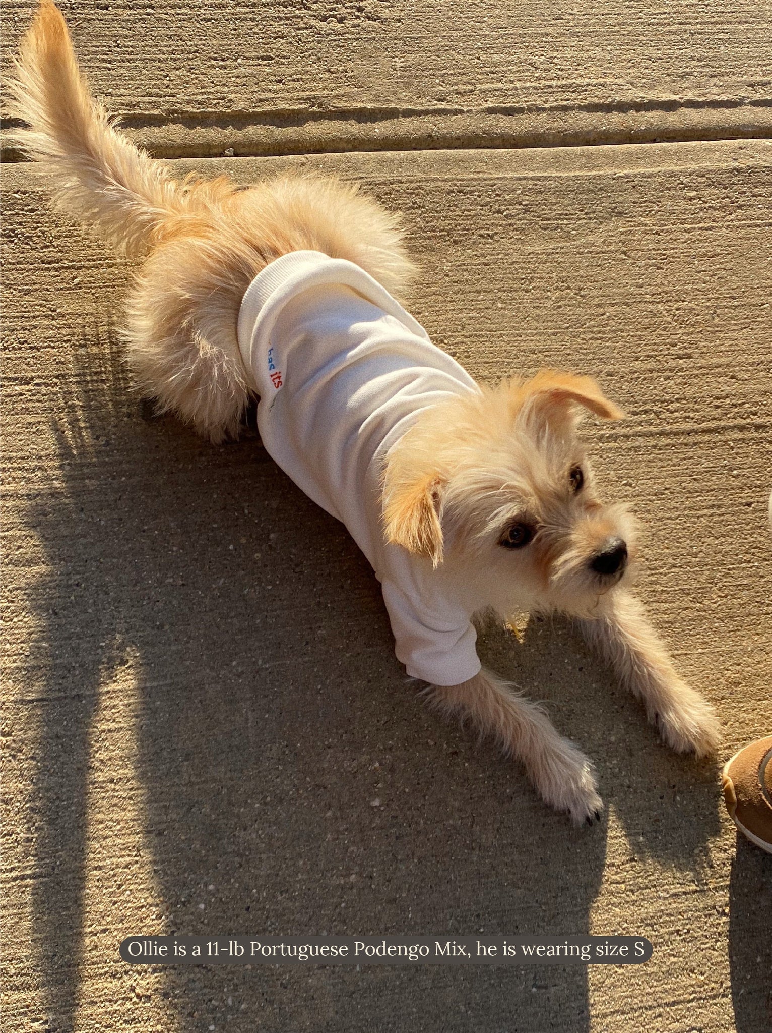 Little Beast Dog Sweatshirt The Lucky White Sweatshirt