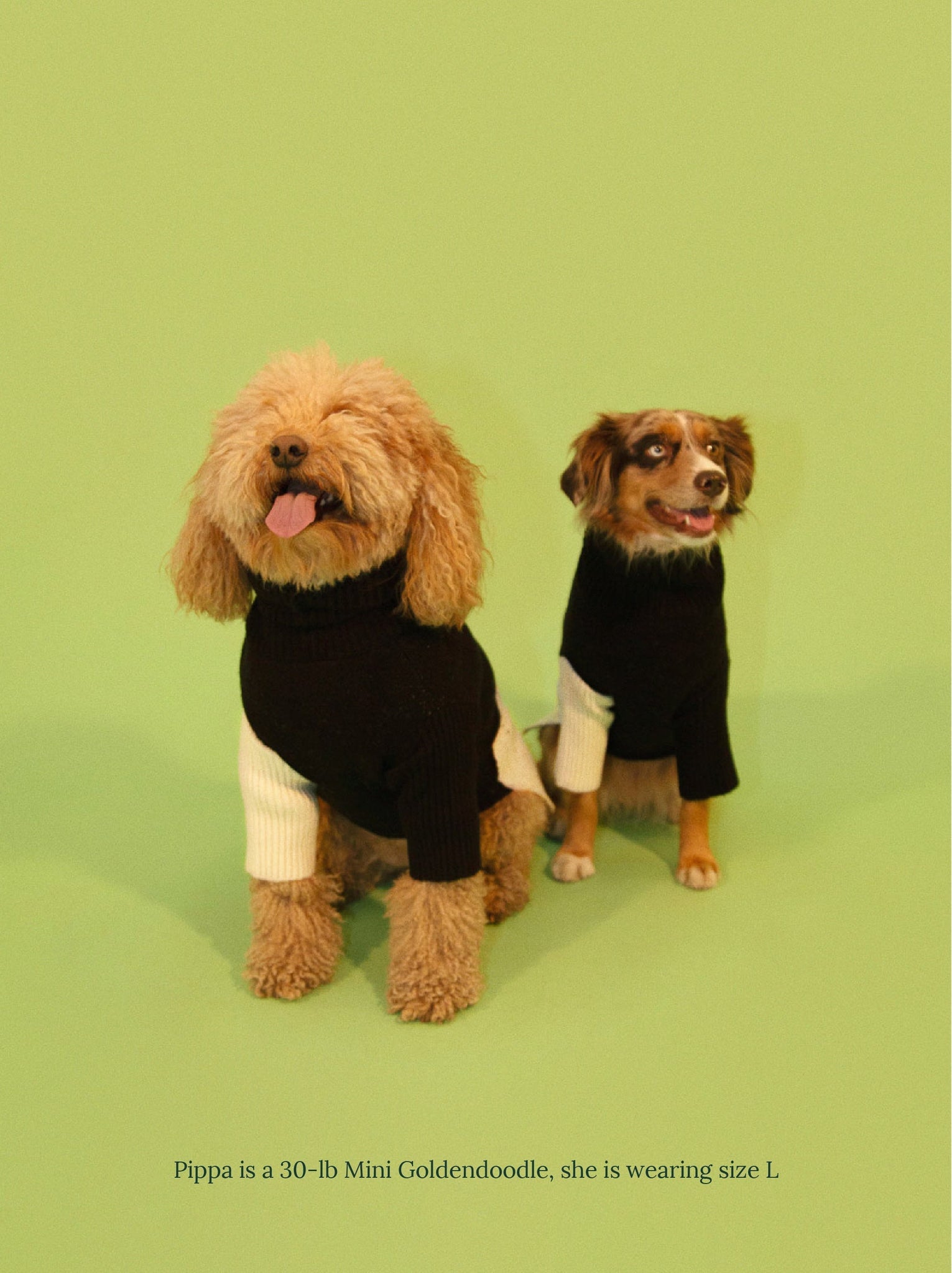 Little Beast Dog Sweater U+Me Sweater