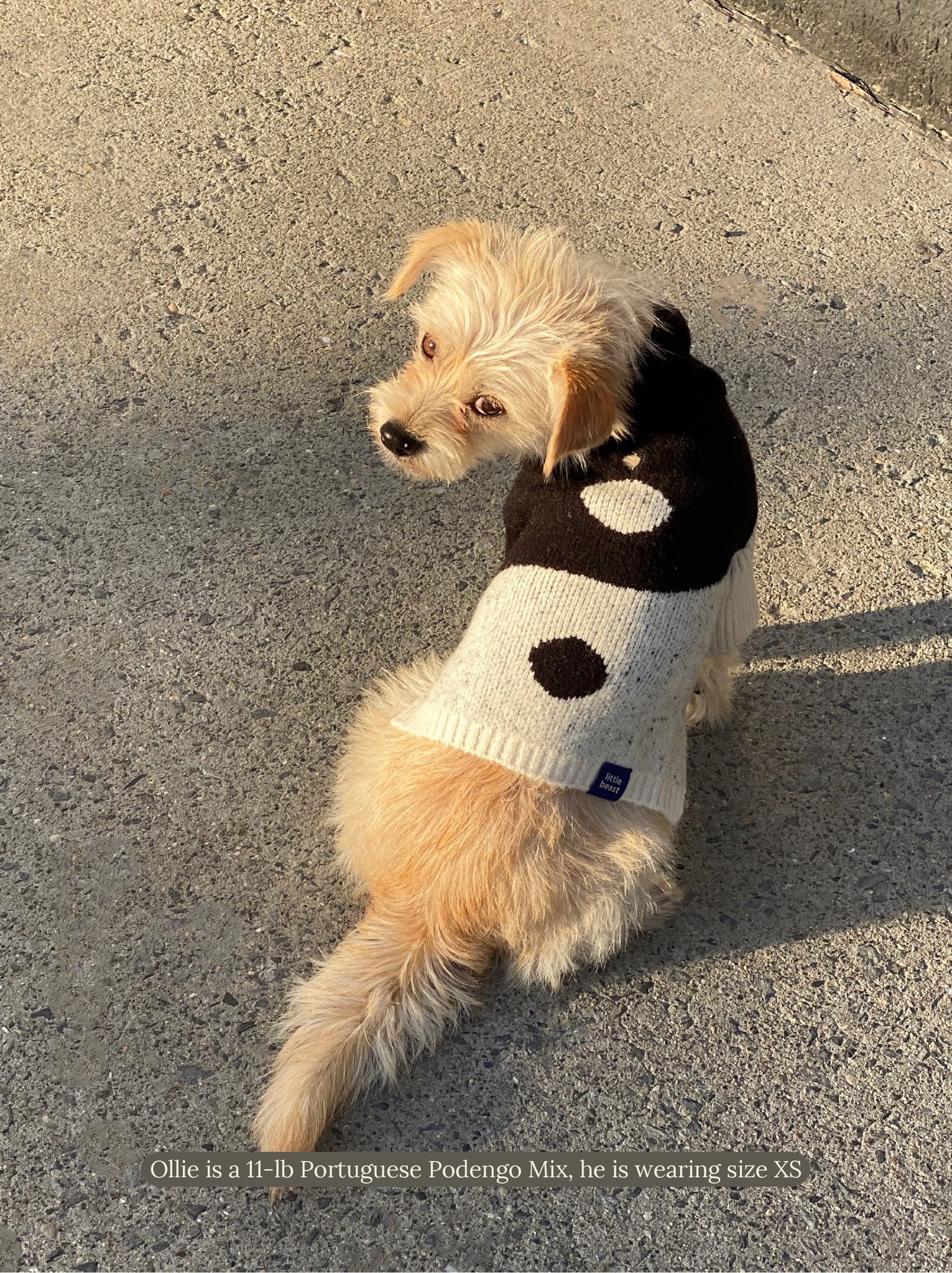 Little Beast Dog Sweater U+Me Sweater